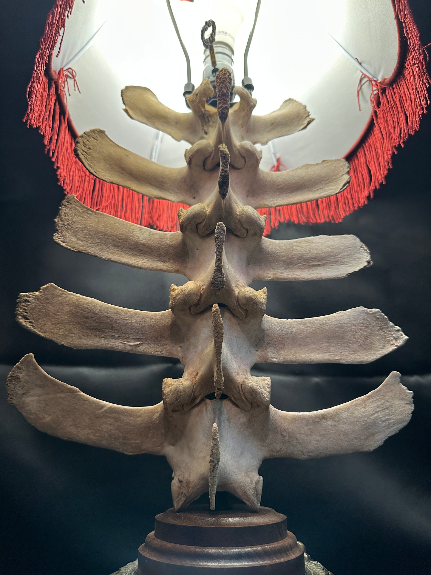 Bovine Spine Table Lamp