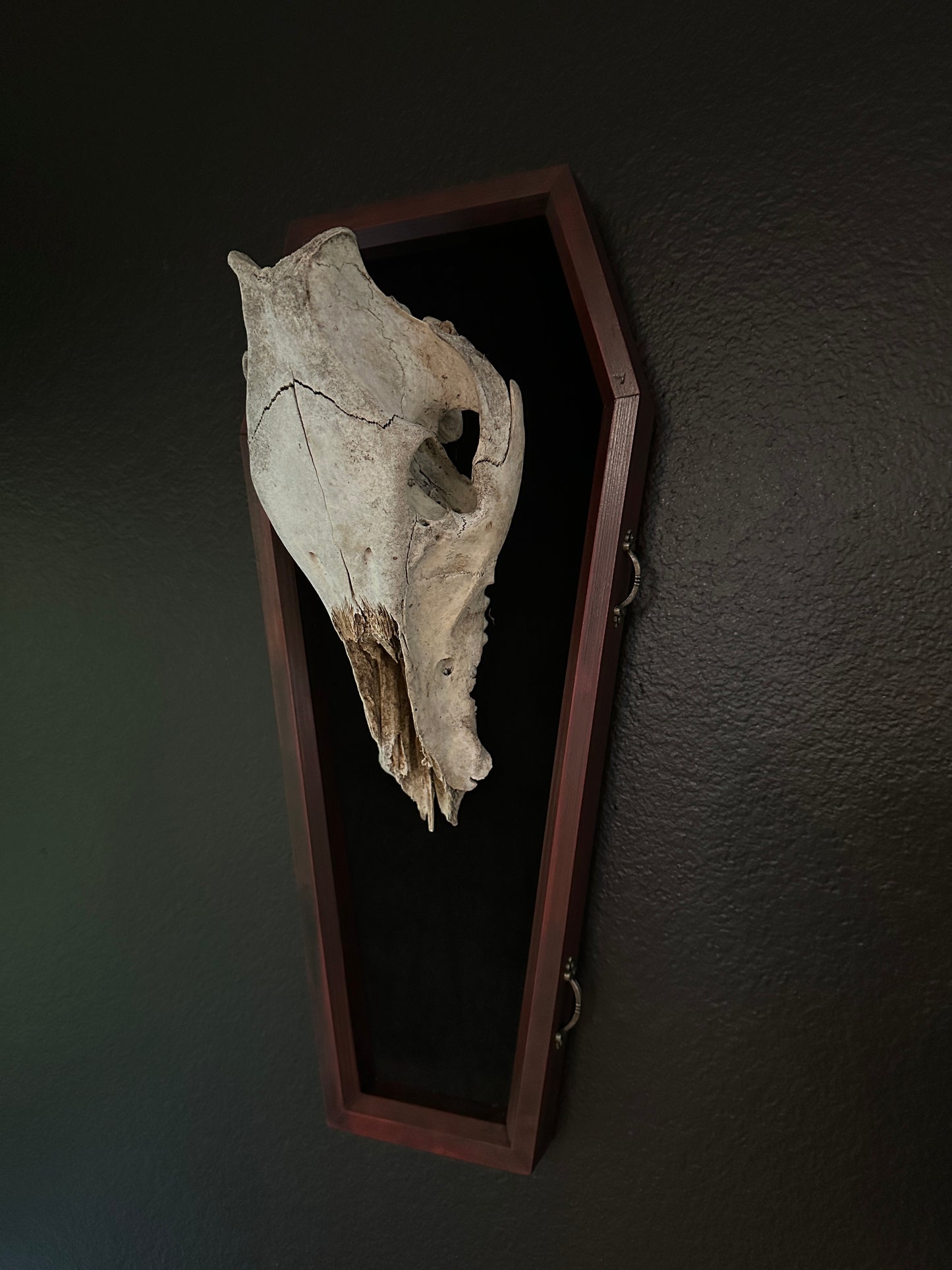 Toe Pincher Coffin Framed Wild Boar Skull