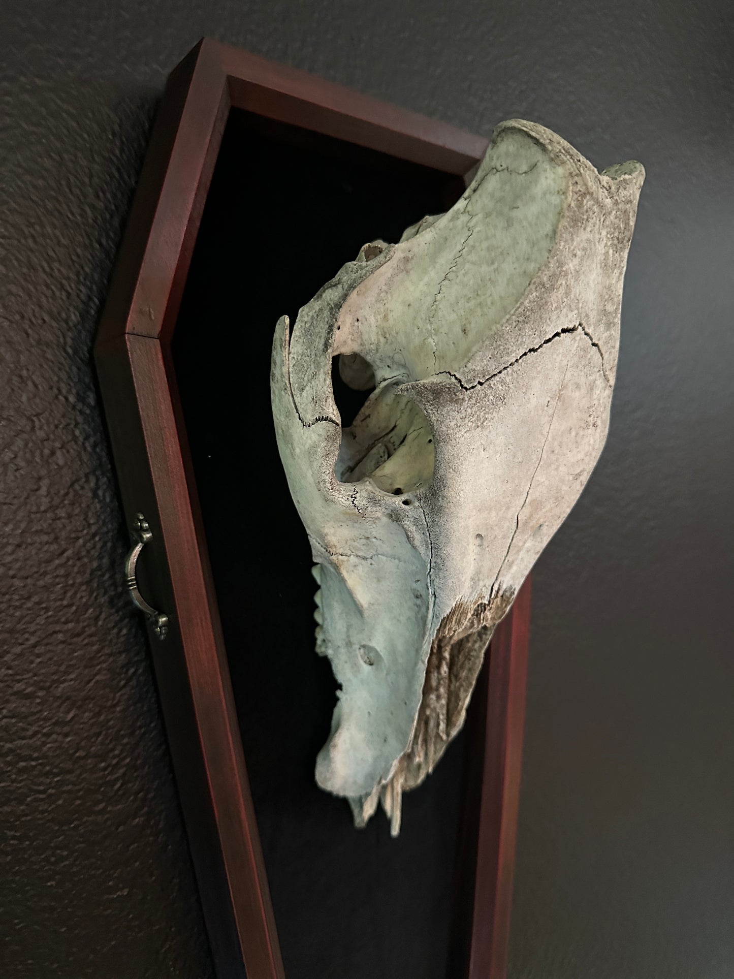 Toe Pincher Coffin Framed Wild Boar Skull