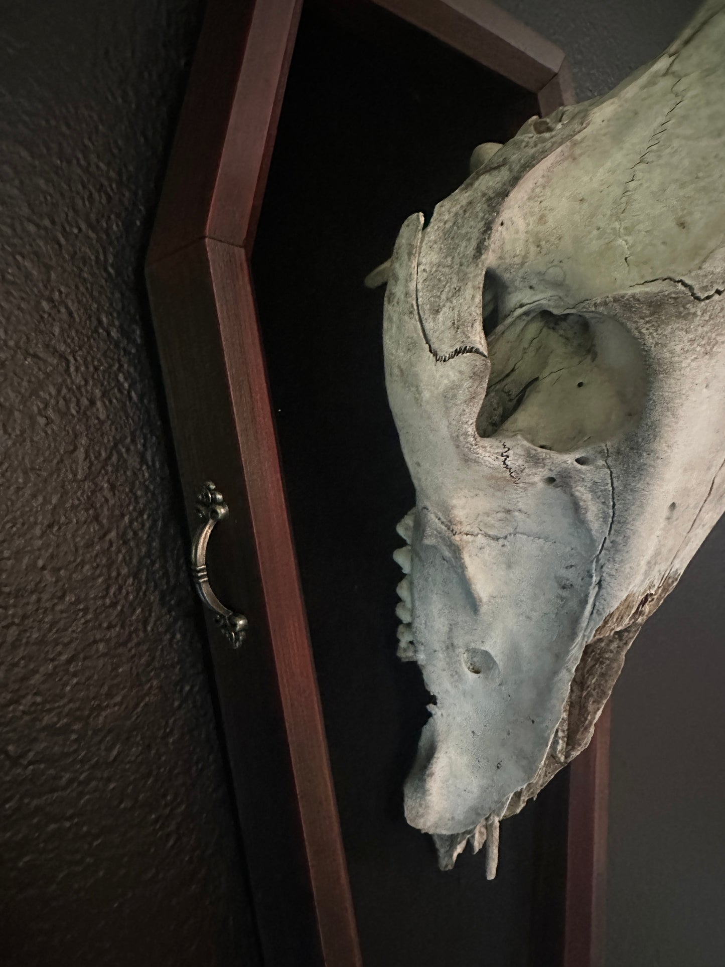 Toe Pincher Coffin Framed Wild Boar Skull