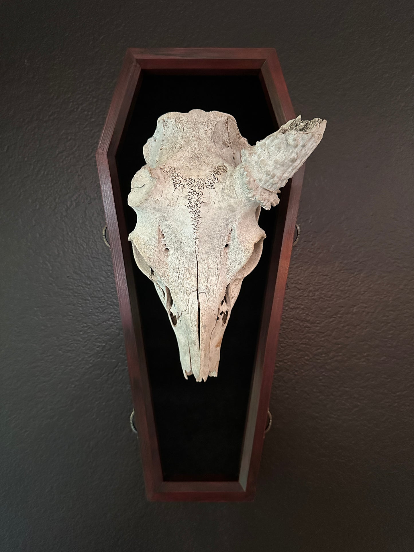 Toe Pincher Coffin Framed Deer Skull