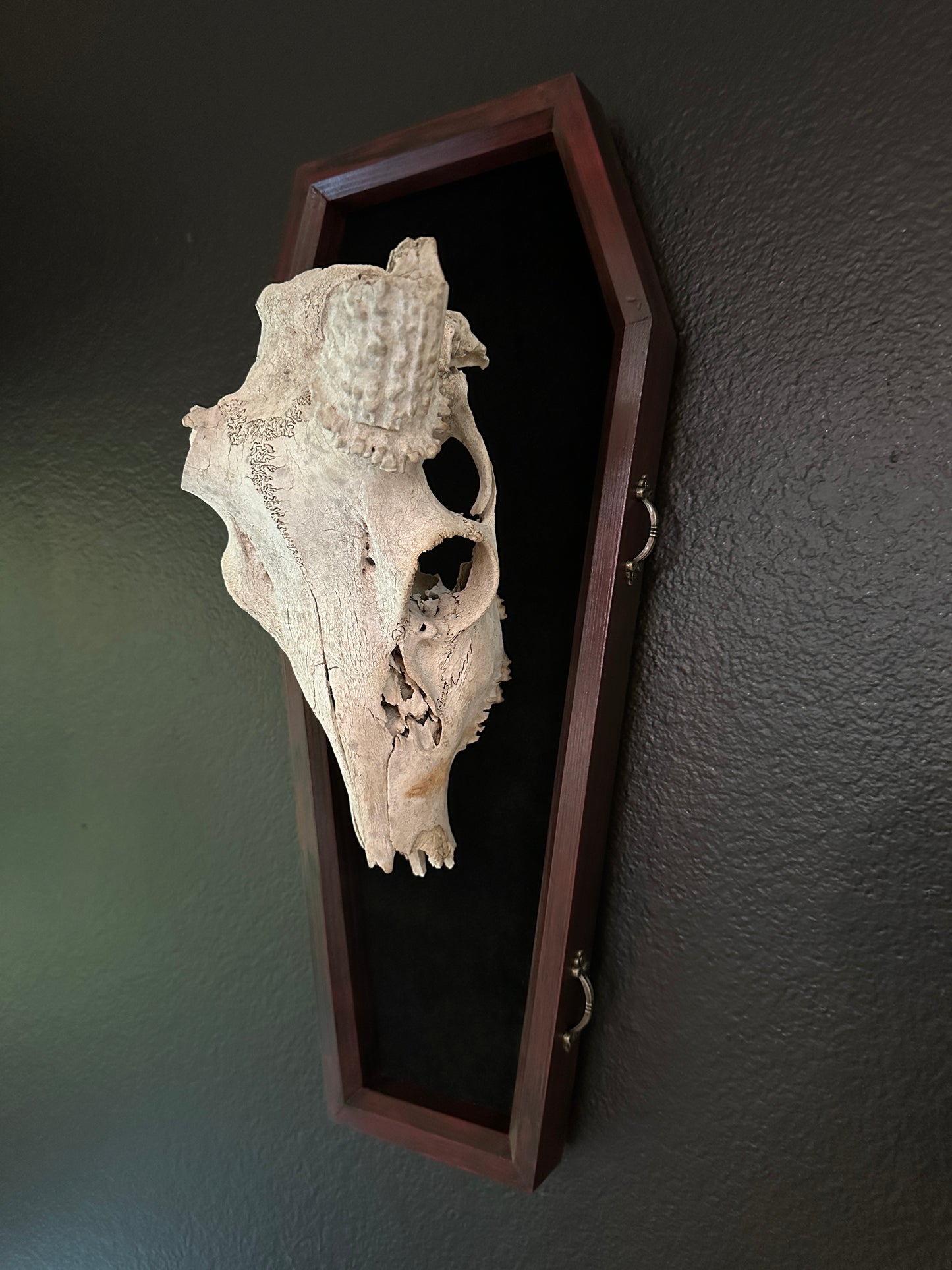 Toe Pincher Coffin Framed Deer Skull