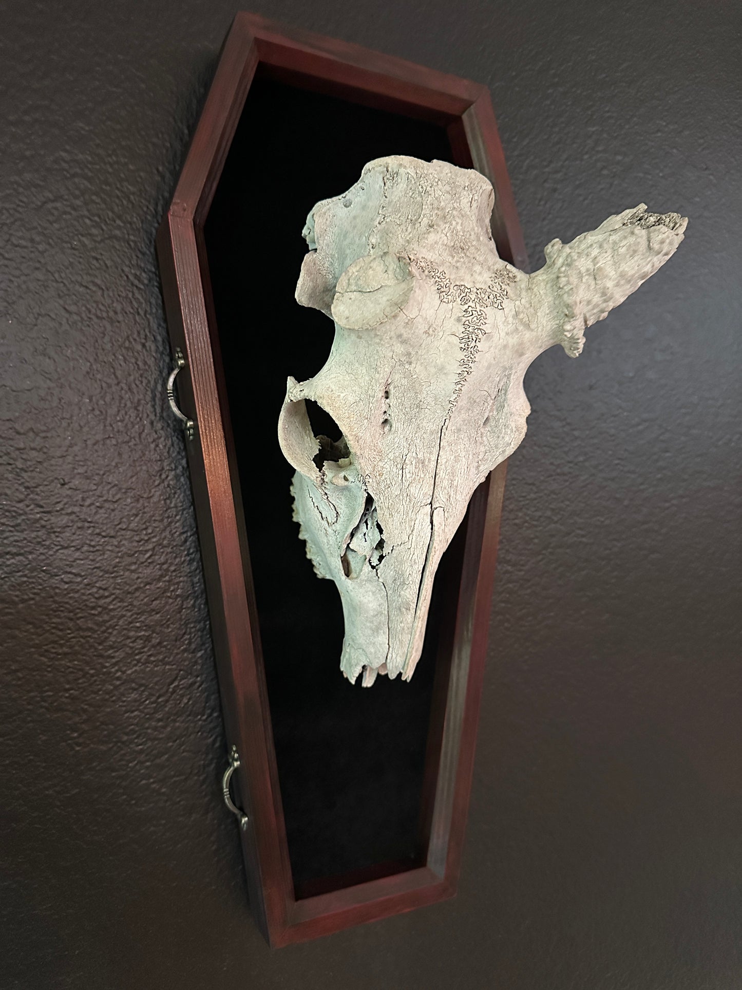 Toe Pincher Coffin Framed Deer Skull