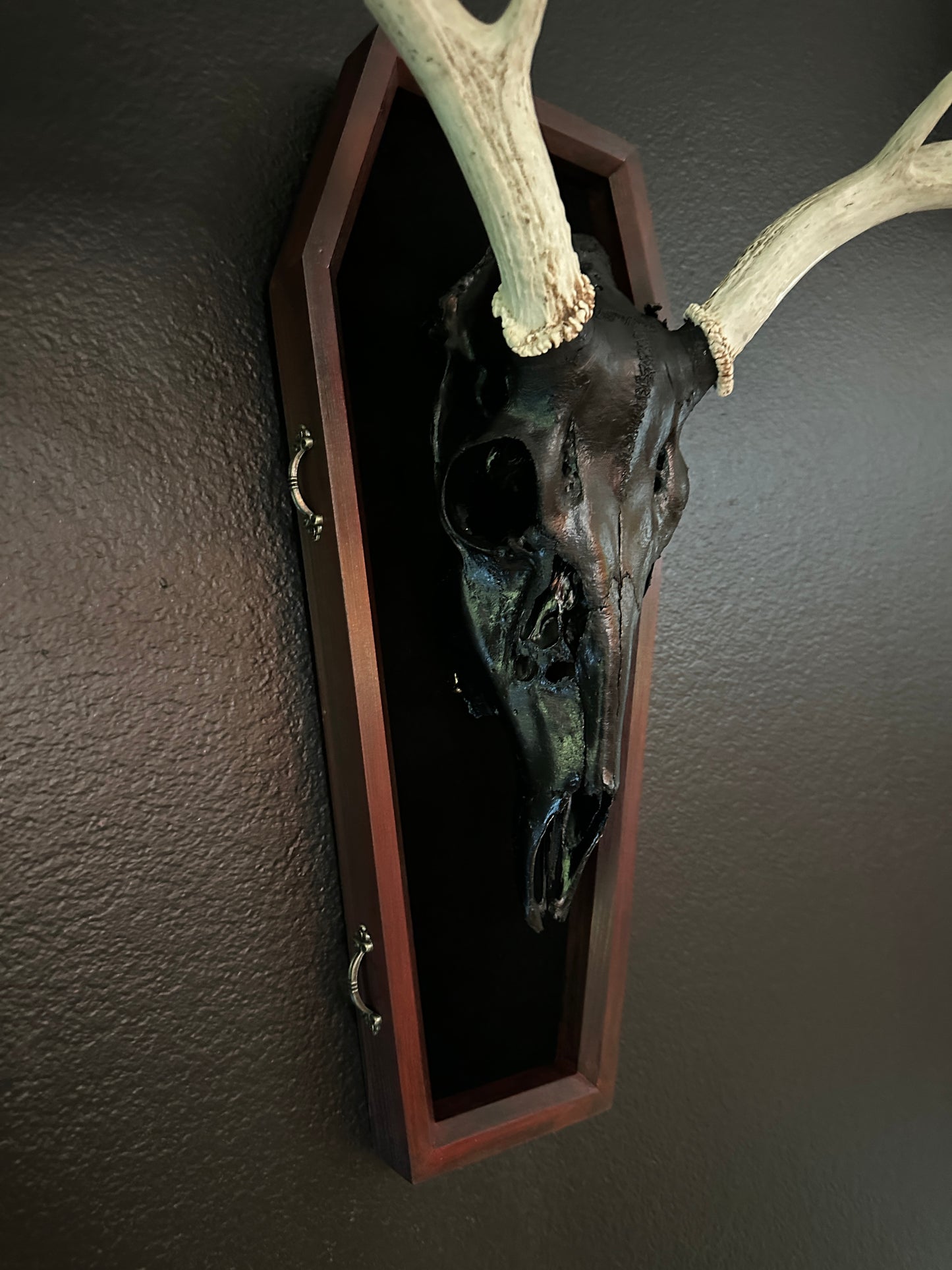 Toe Pincher Coffin Framed Black Deer Skull