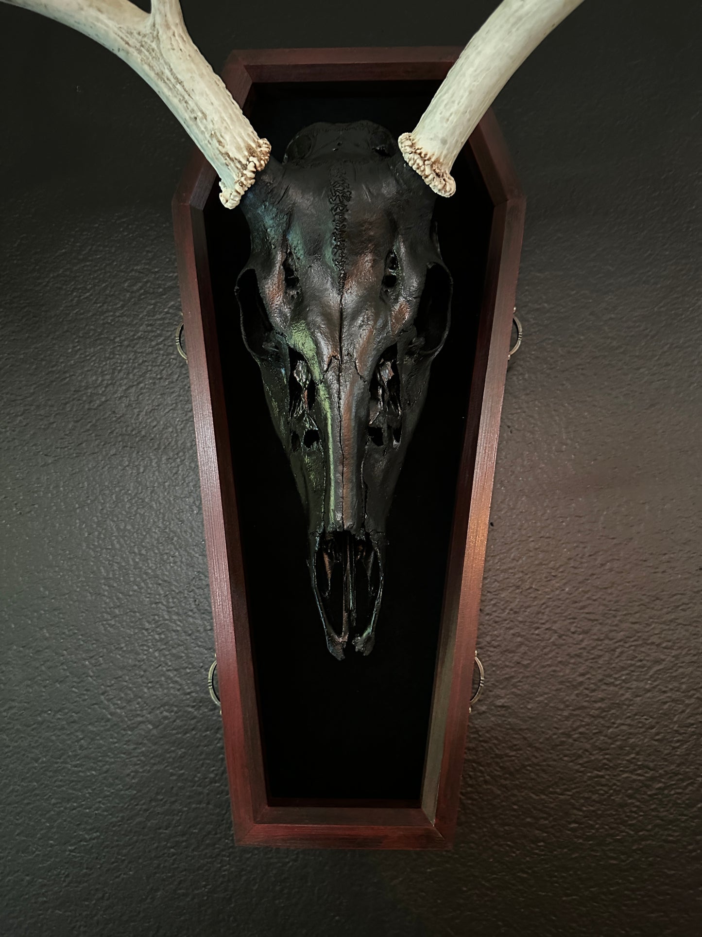 Toe Pincher Coffin Framed Black Deer Skull