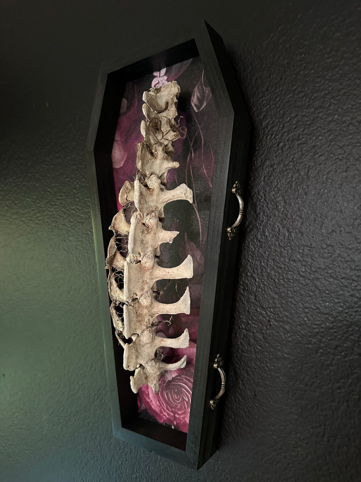 Toe Pincher Coffin Framed Small Deer Spine