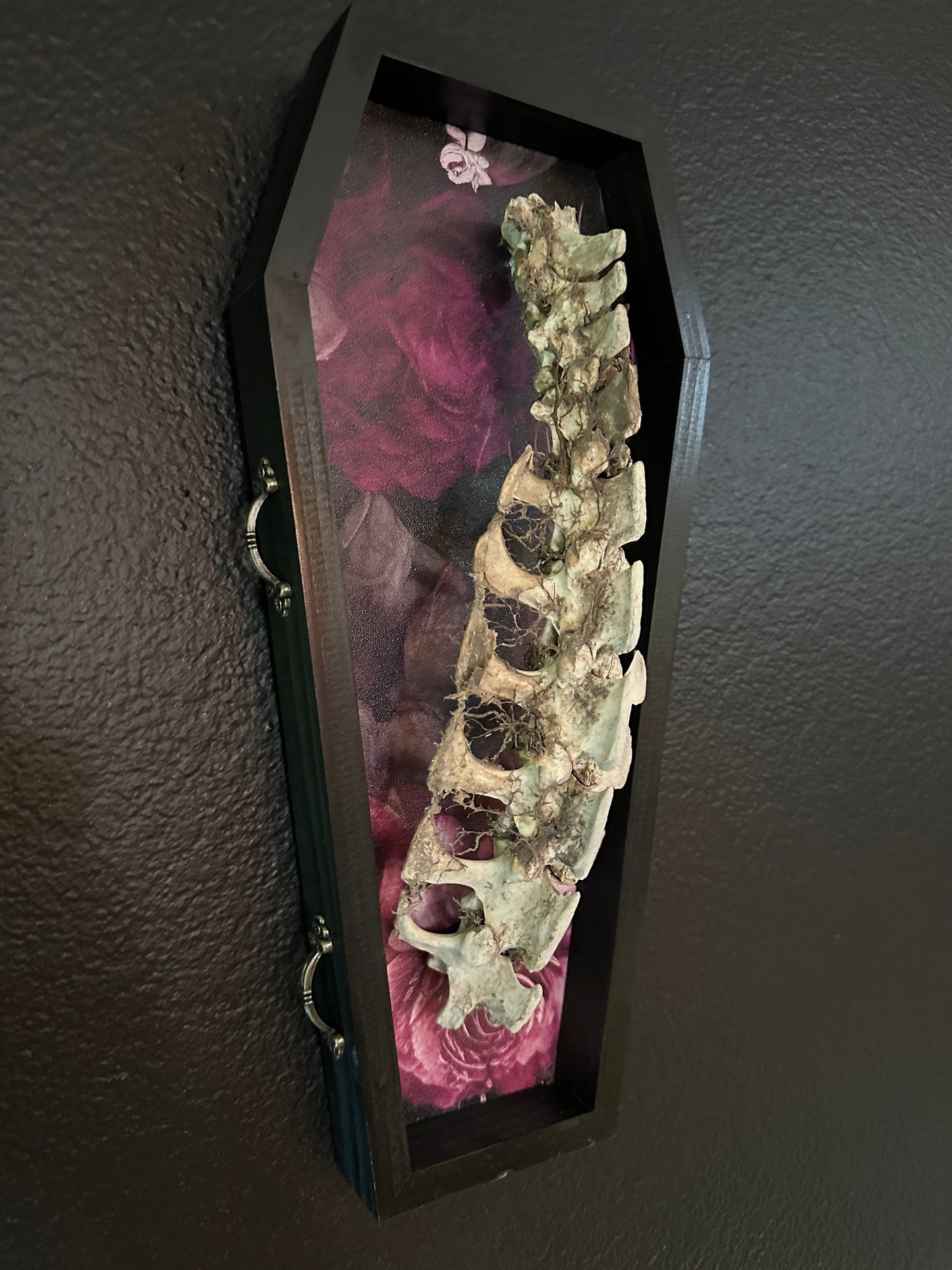 Toe Pincher Coffin Framed Small Deer Spine