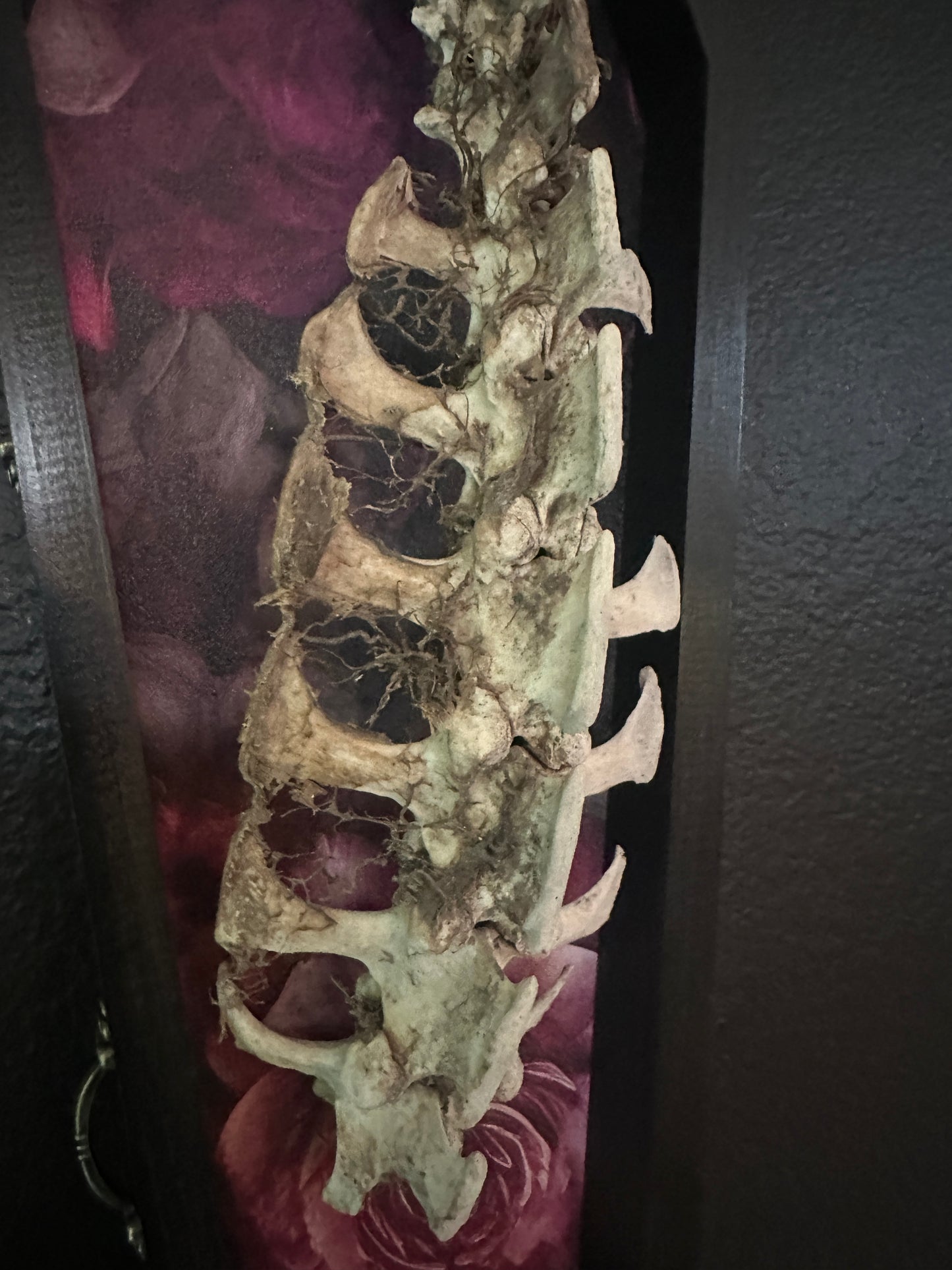 Toe Pincher Coffin Framed Small Deer Spine