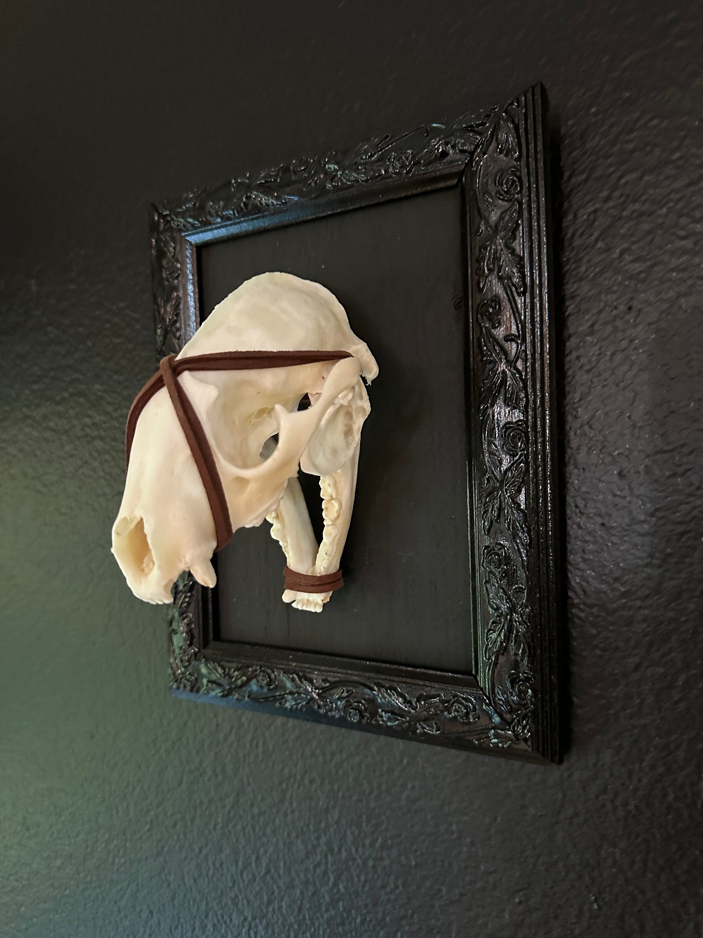 Framed Raccoon Skull Brown Wrap
