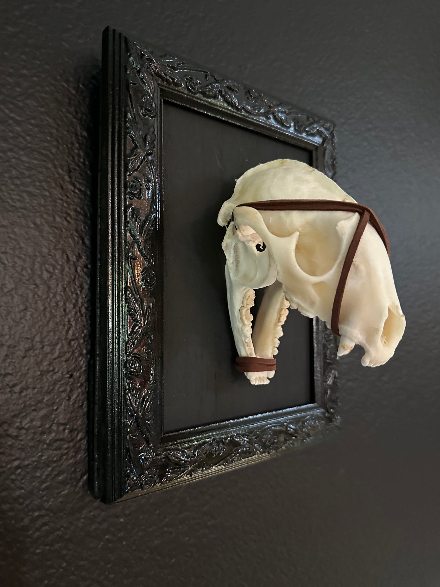 Framed Raccoon Skull Brown Wrap