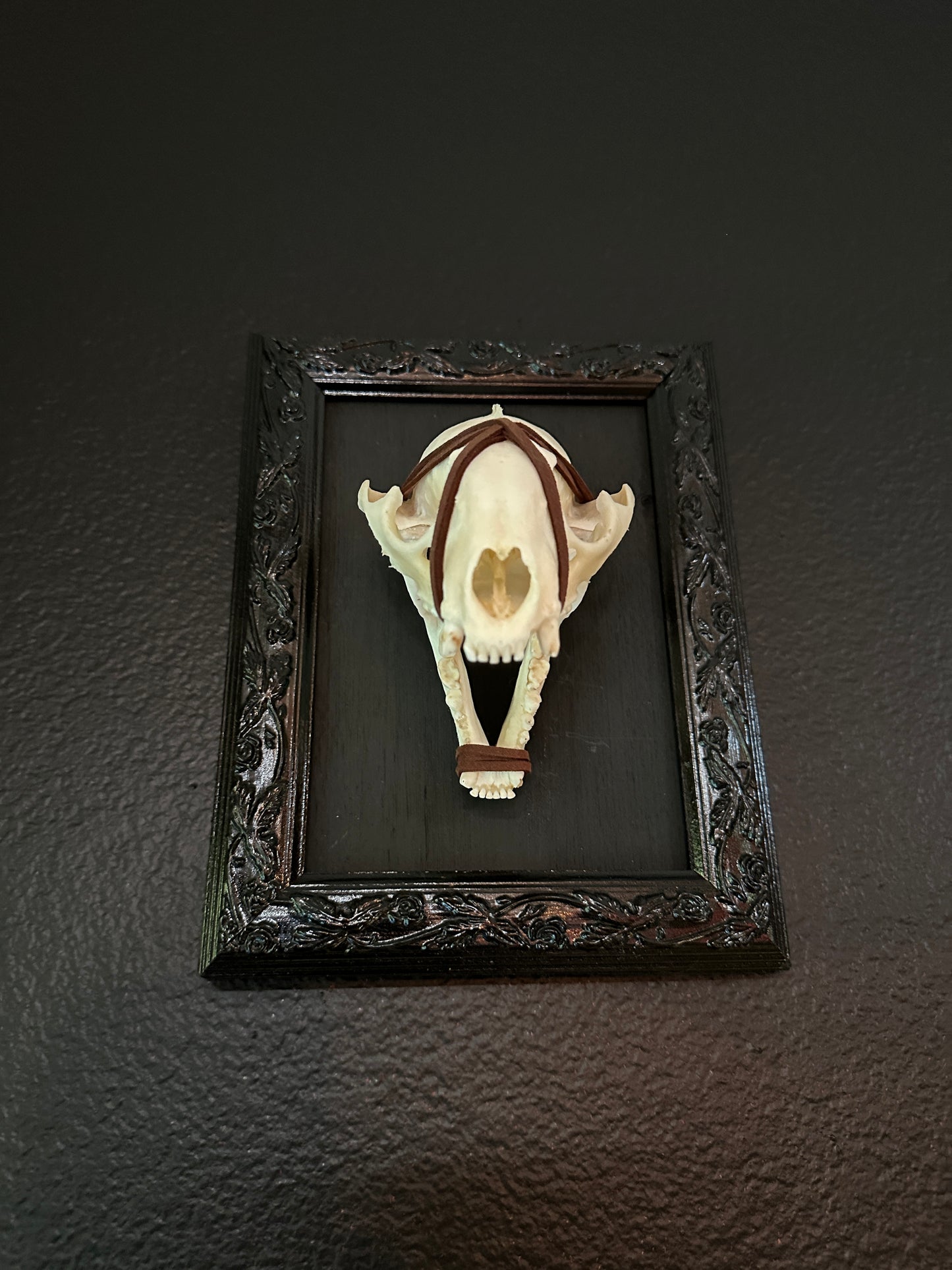 Framed Raccoon Skull Brown Wrap