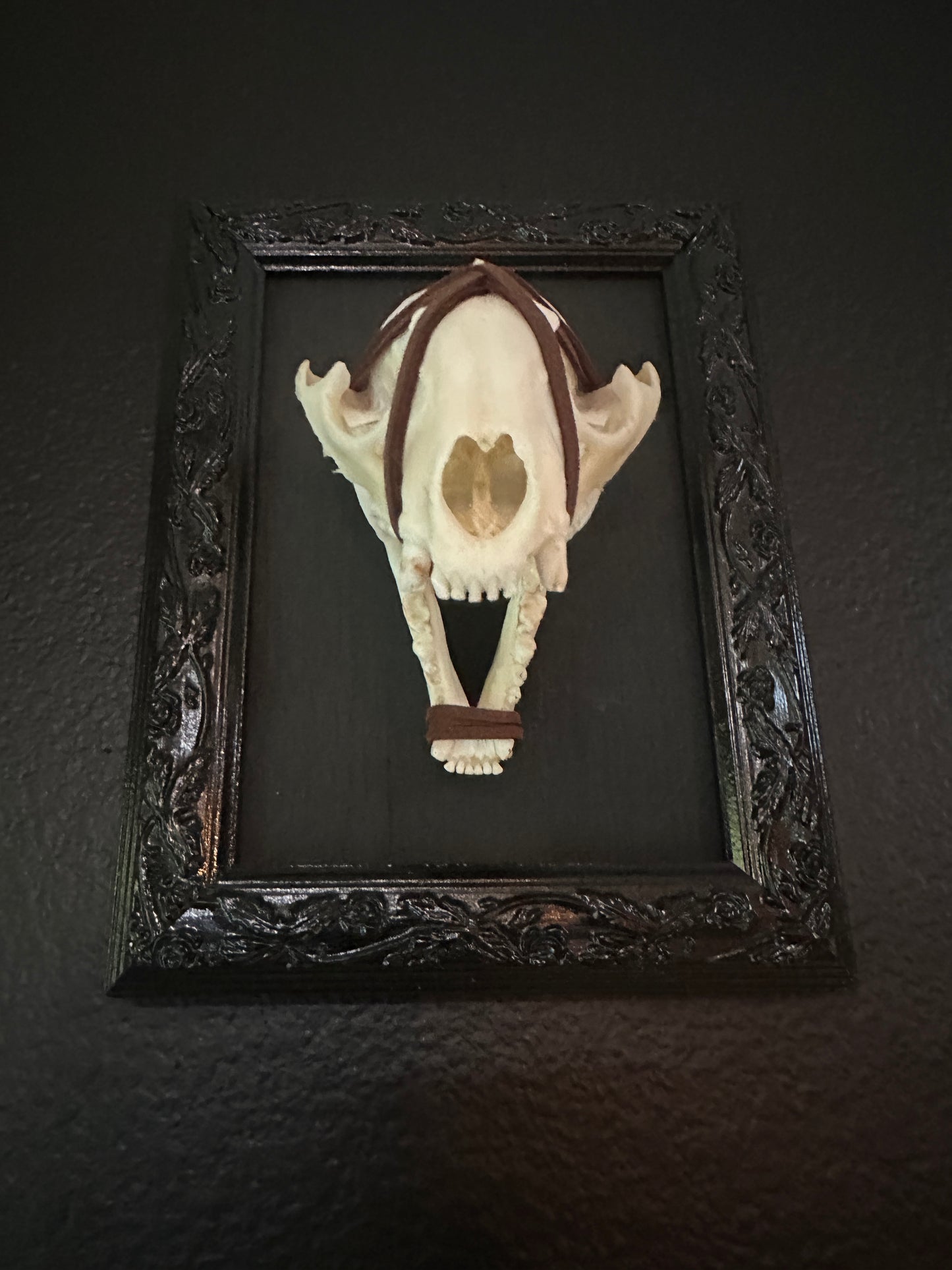 Framed Raccoon Skull Brown Wrap