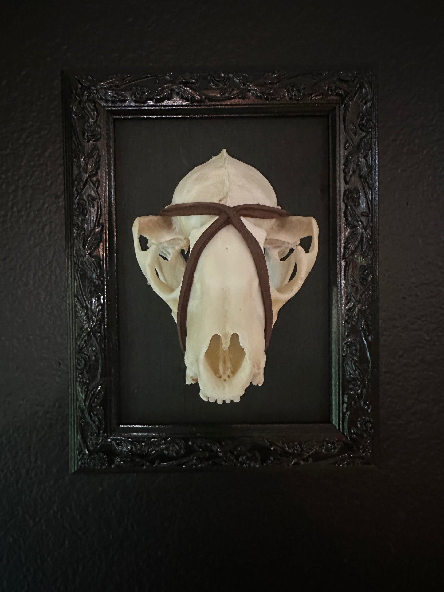 Framed Raccoon Skull Brown Wrap