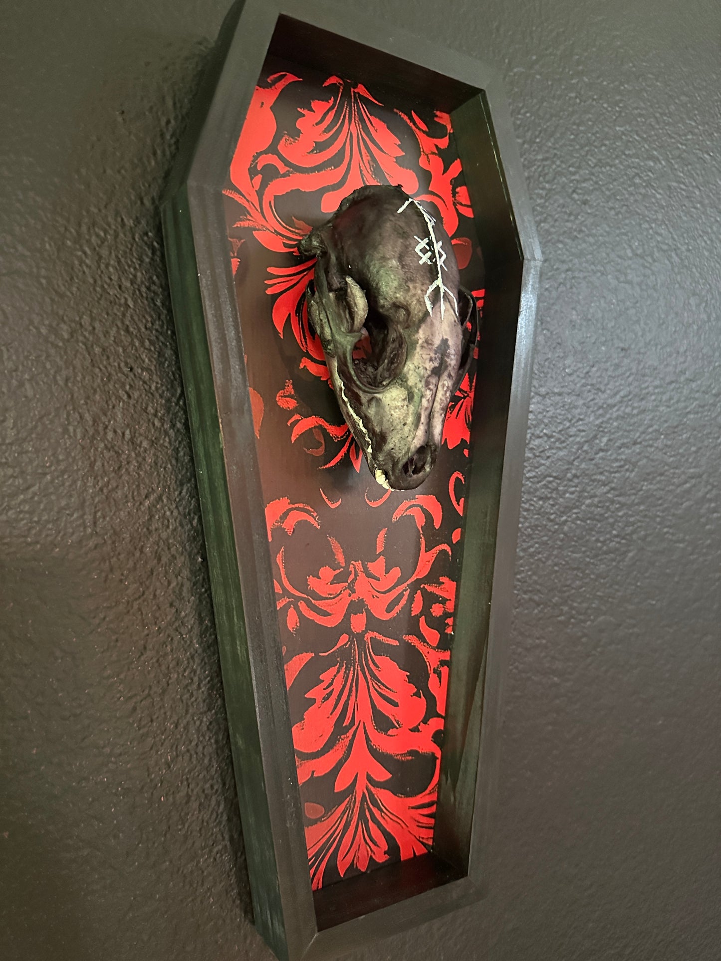 Toe Pincher Coffin Framed Dyed Raccoon Skull