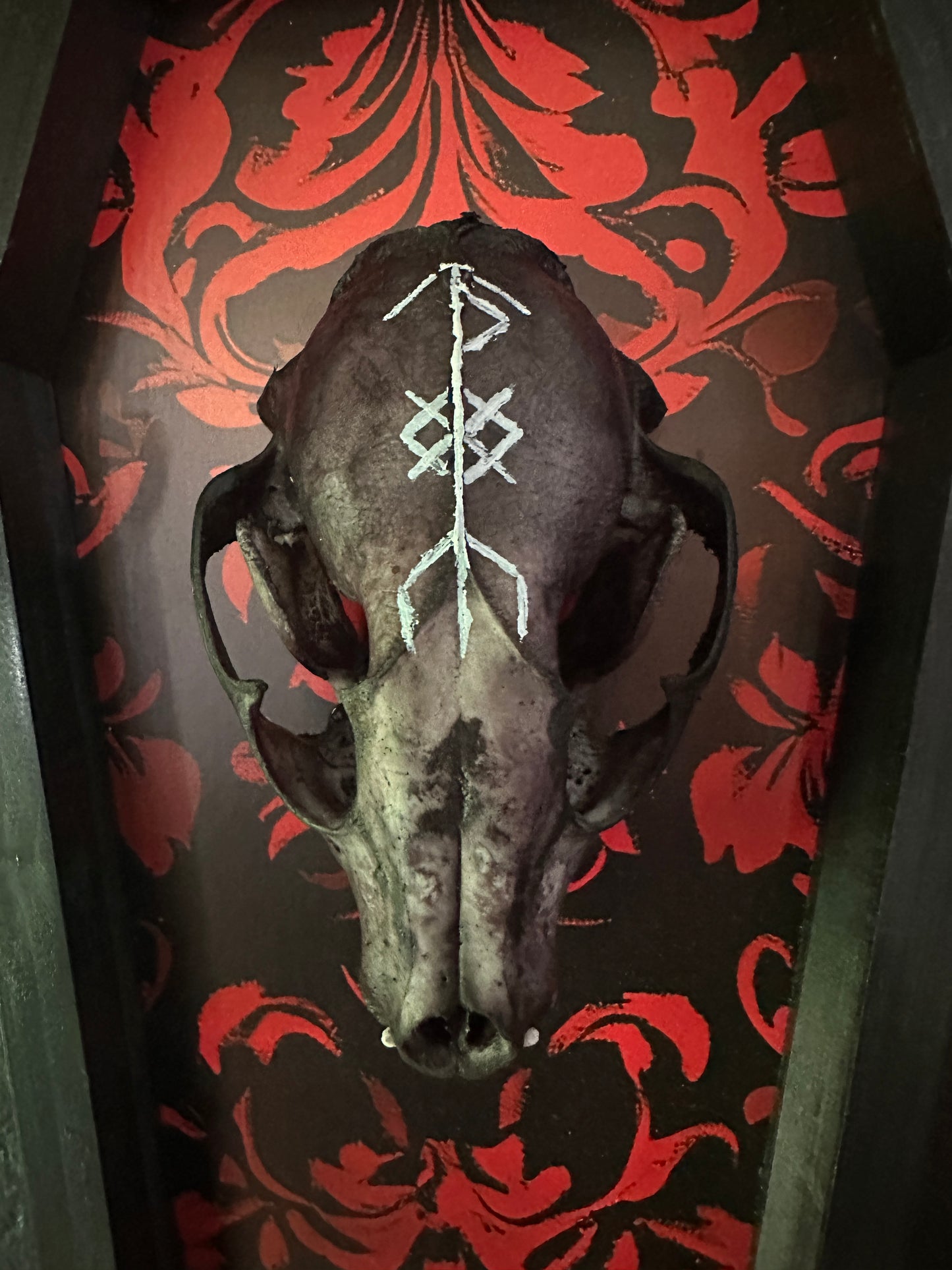 Toe Pincher Coffin Framed Dyed Raccoon Skull