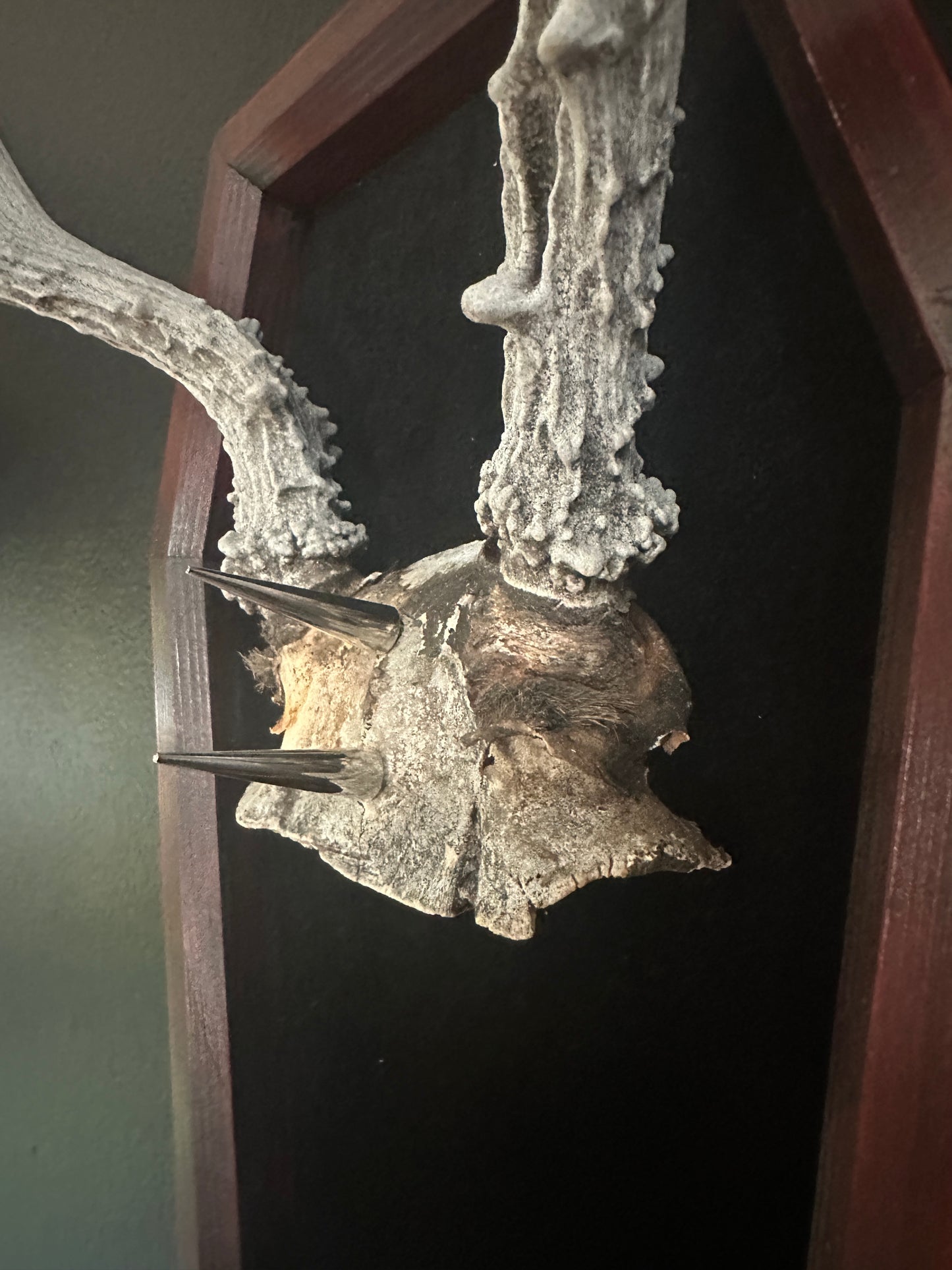 Toe Pincher Coffin Framed Antlers with Spikes