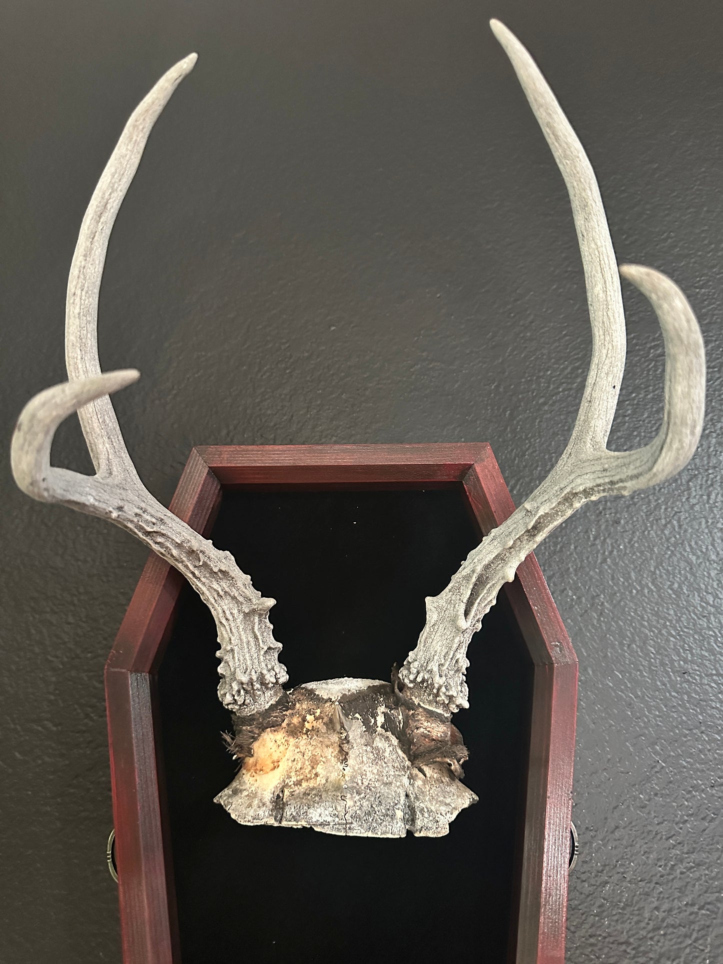 Toe Pincher Coffin Framed Antlers with Spikes