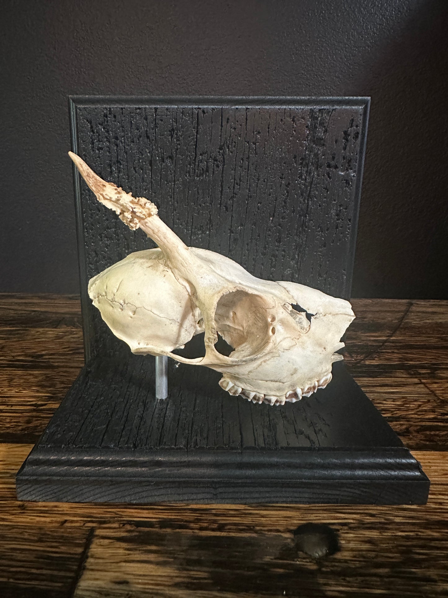 Roe Deer Skull Book Ends