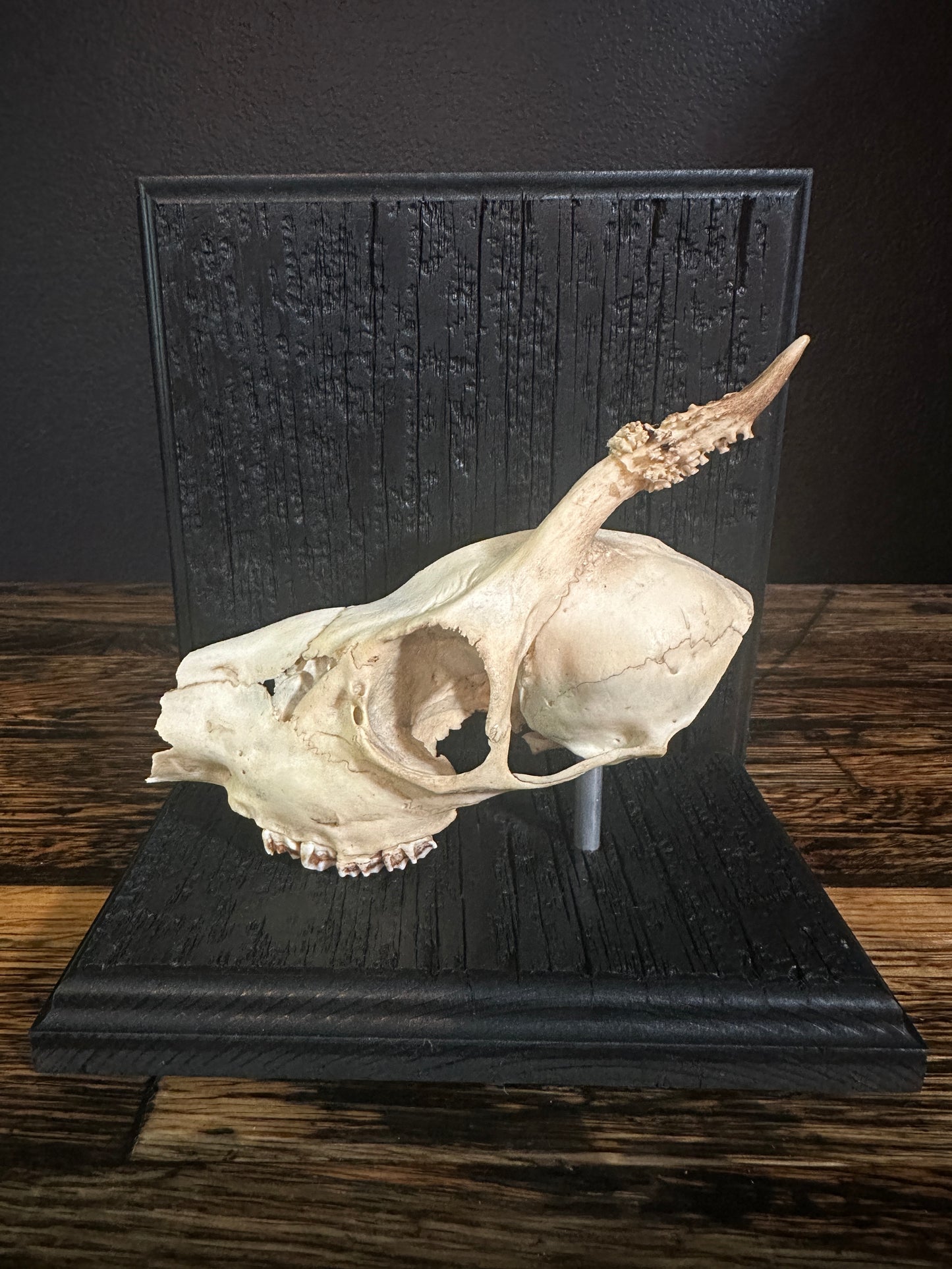 Roe Deer Skull Book Ends
