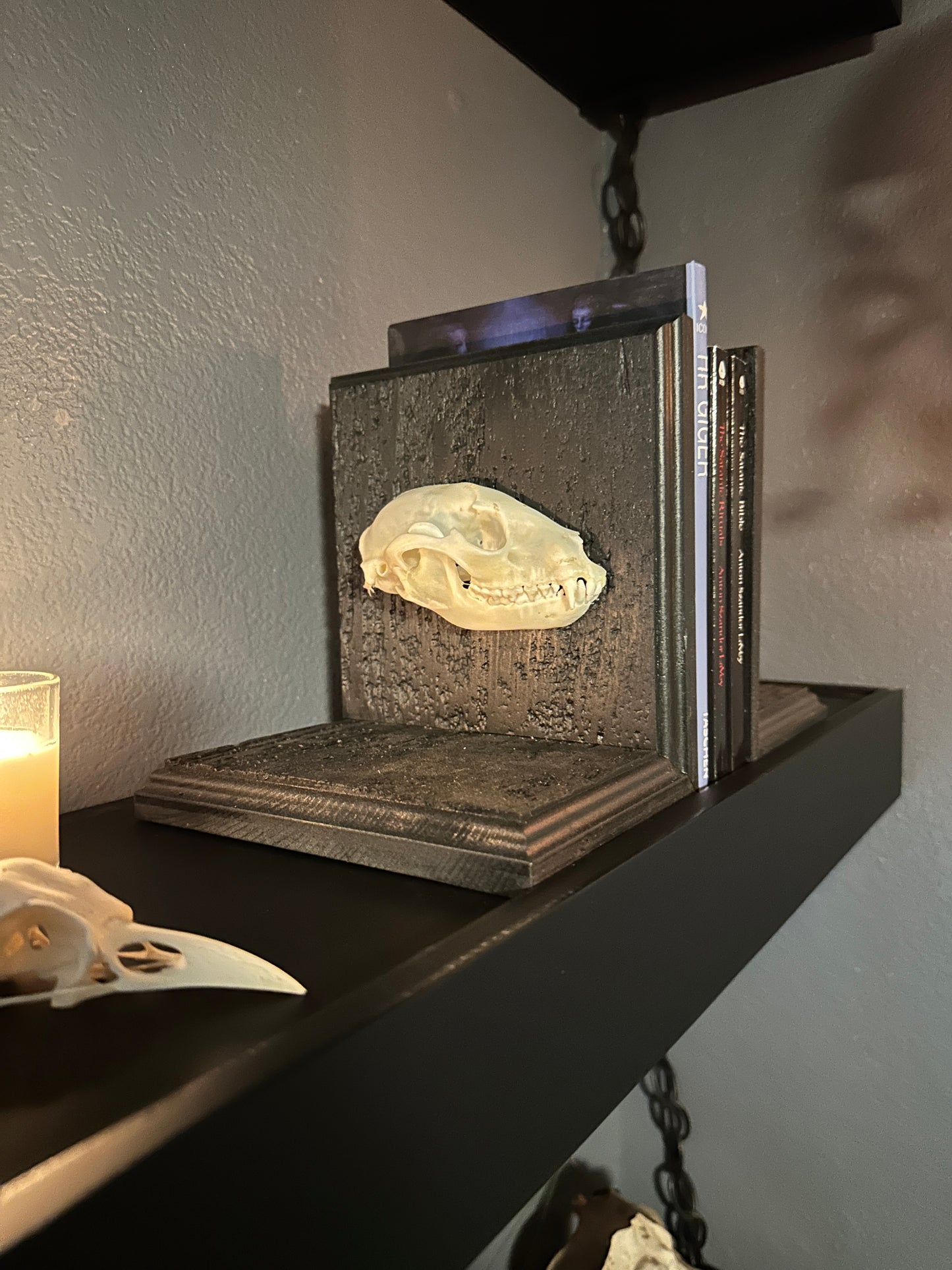 Raccoon Skull Book Ends