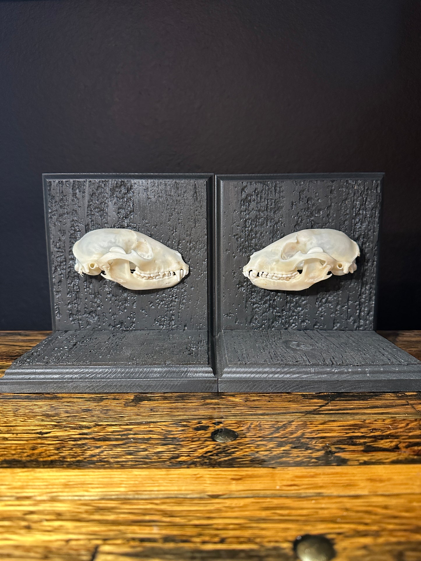 Raccoon Skull Book Ends