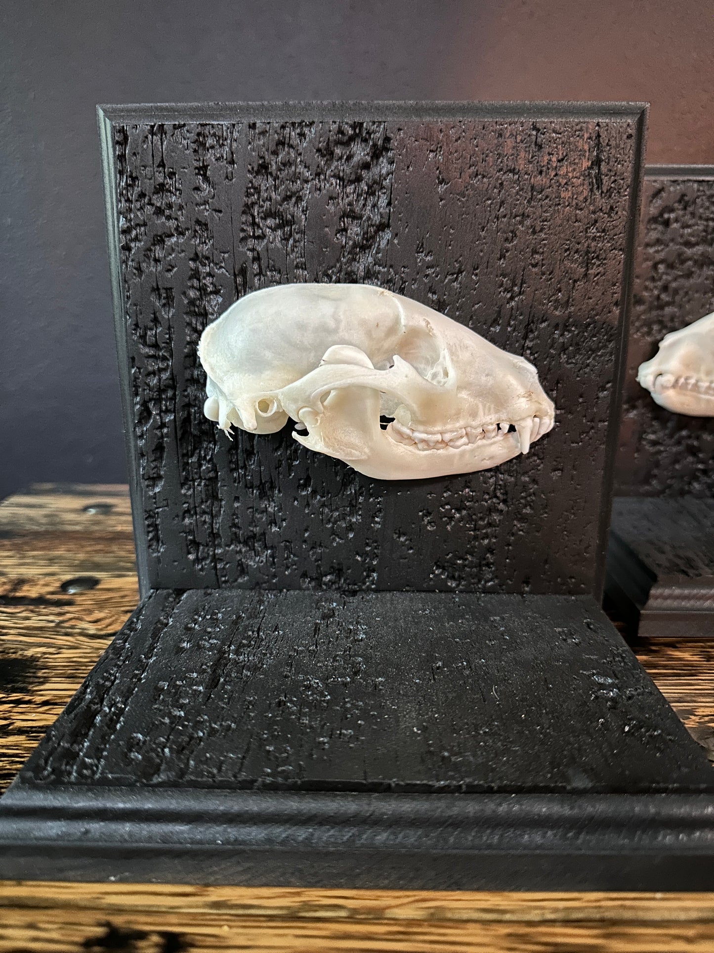 Raccoon Skull Book Ends