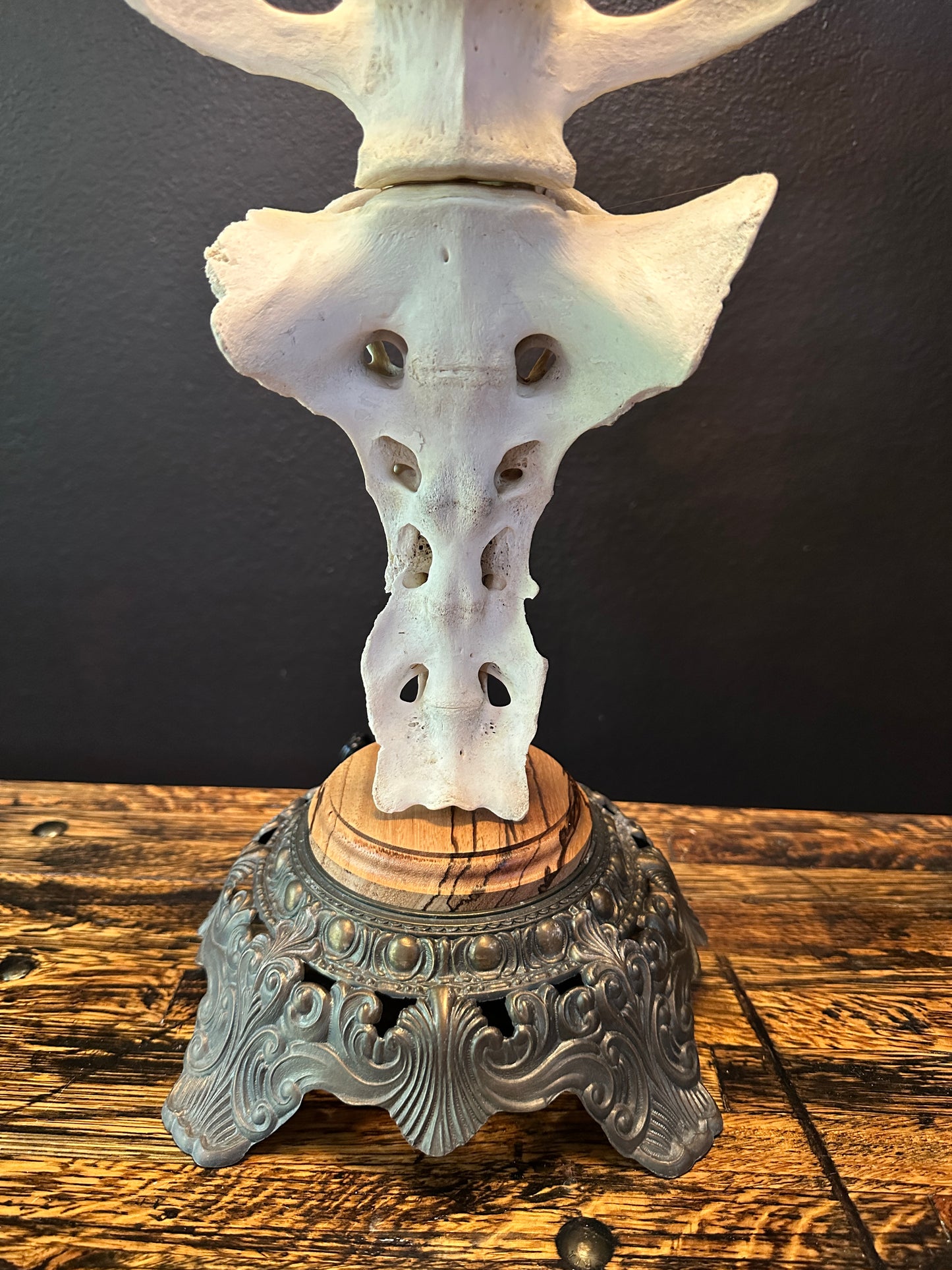 Elk Spine Table Lamp Zebra Wood