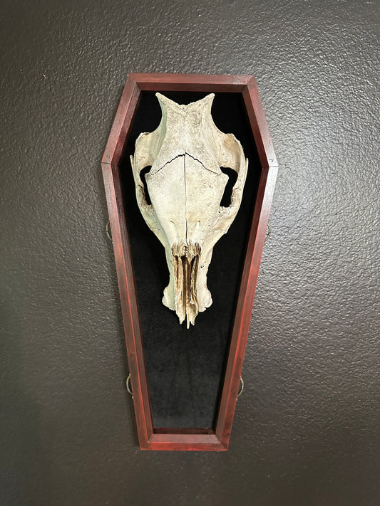 Toe Pincher Coffin Framed Wild Boar Skull