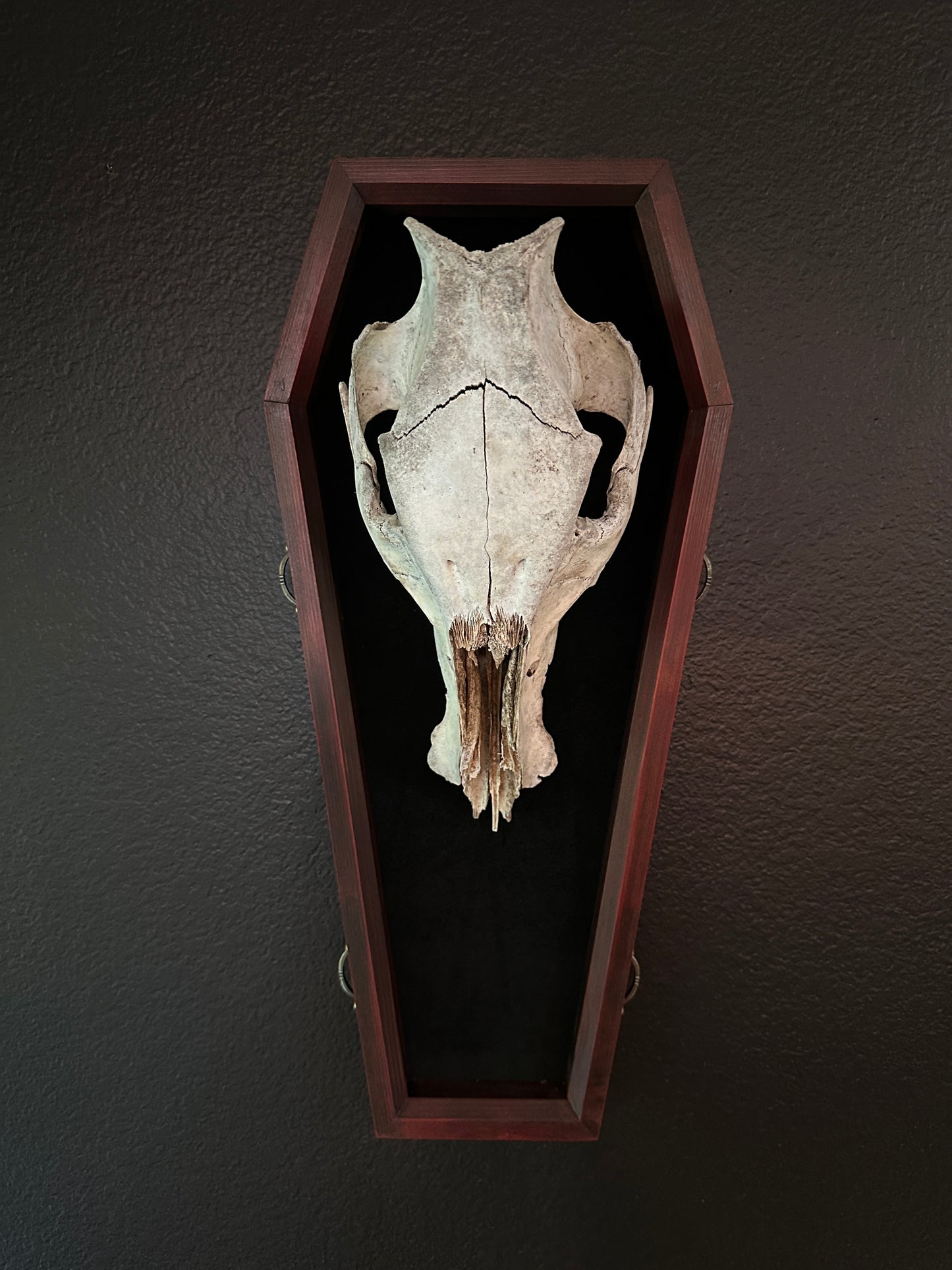 Toe Pincher Coffin Framed Wild Boar Skull