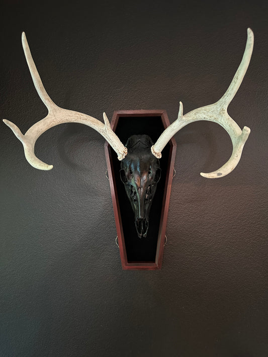 Toe Pincher Coffin Framed Black Deer Skull