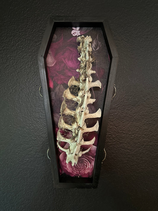 Toe Pincher Coffin Framed Small Deer Spine