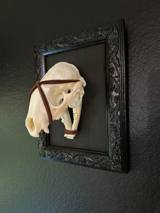 Framed Raccoon Skull Brown Wrap