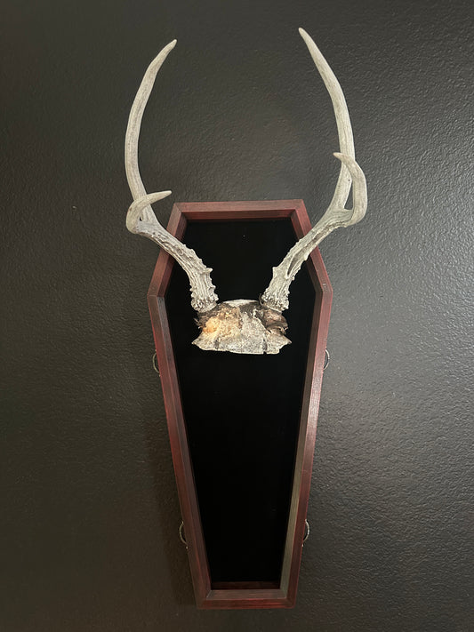 Toe Pincher Coffin Framed Antlers with Spikes