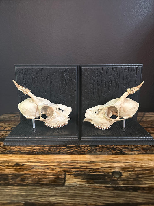 Roe Deer Skull Book Ends