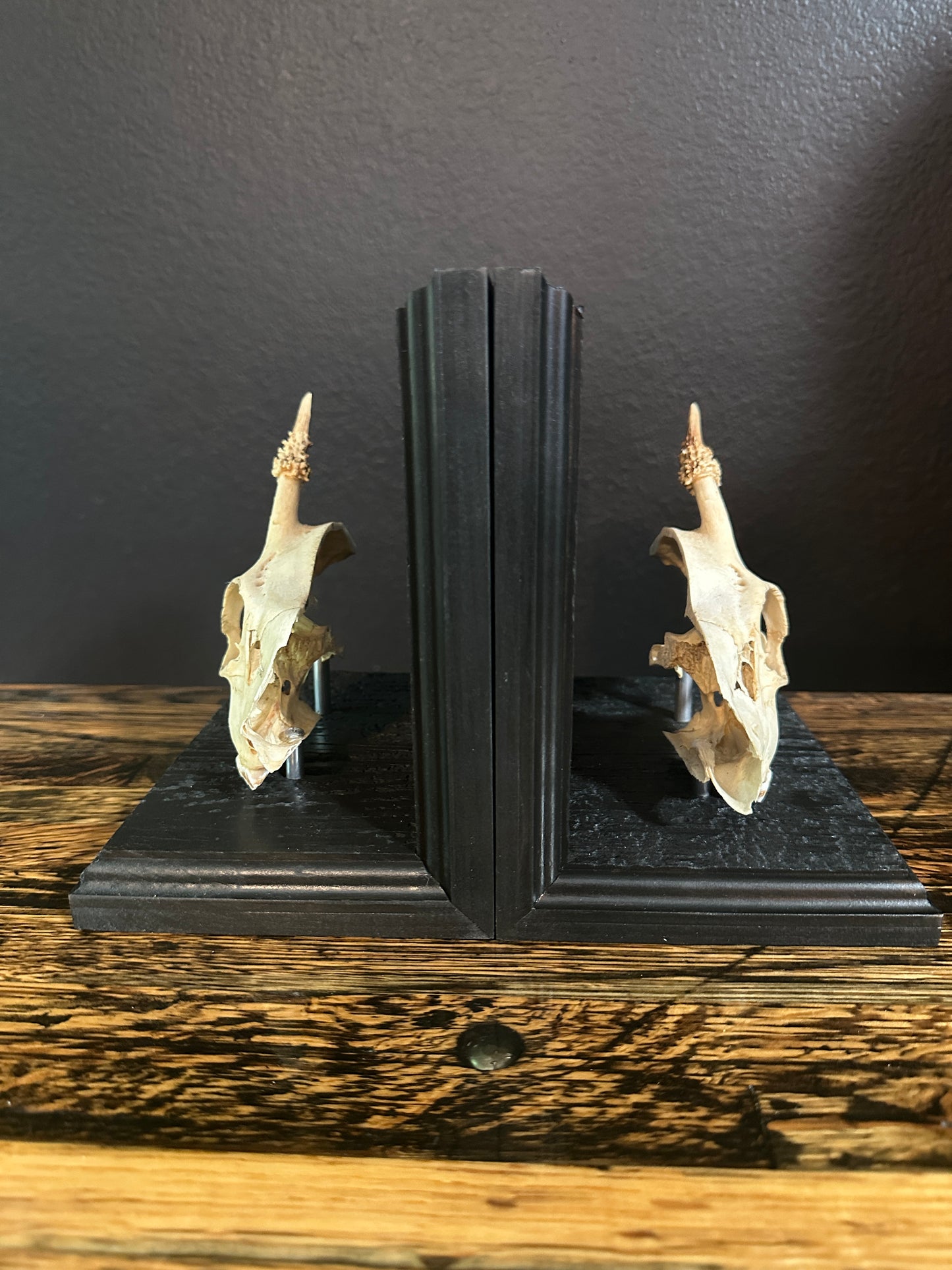 Roe Deer Skull Book Ends