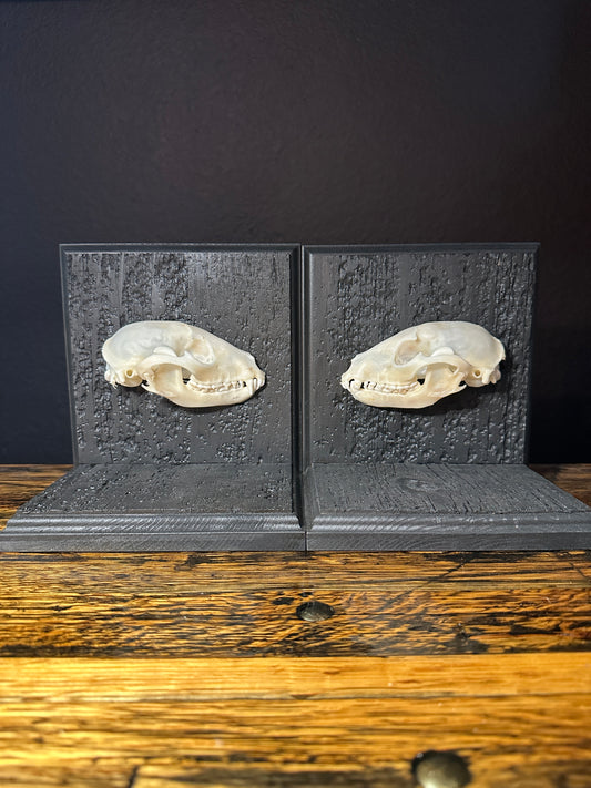 Raccoon Skull Book Ends